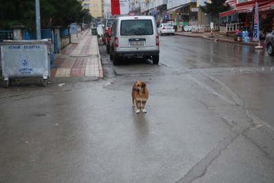 Bu köpekler nereden geliyor?