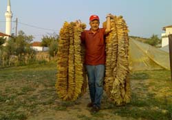 Tütünden vazgeçen üreticiye destek