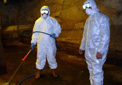 Kene kabusu sürüyor