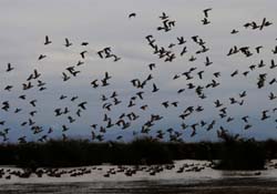 Kuş halkalama çalışmaları başladı