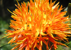 Satılmadan kendini amorti eden diken