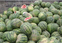İran karpuzu üreticiyi endişelendirdi