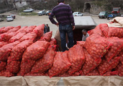 Üreticilere patates tohumluğu dağıtıldı