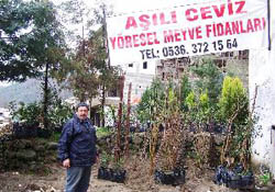 Yetiştirdiği fidanları çaldılar