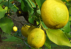 Limon daldayken çiçek açtı