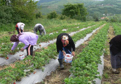 Çilek üreticiyi güldürüyor