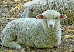 Koyun eti üretimi azalıyor