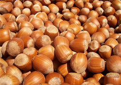 Fındık borsası müjdesi