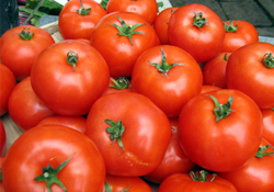 Fiyatlar düşünce domates salça oldu