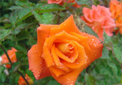 Gülü sevip eldivenle katlanıyorlar