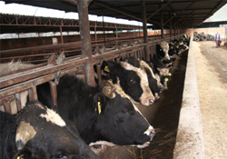 Hayvancılık AB'ye hazırlanıyor