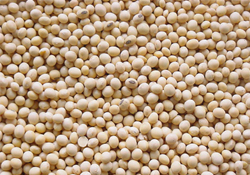 Yeni alternatif soya fasulyesi