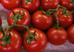 Türk domatesi Ortadoğu yolunda