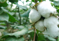 Beyaz altın düşüşte