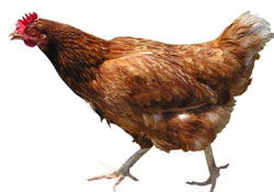 Yumurtlayan tavuklar kesim yolunda