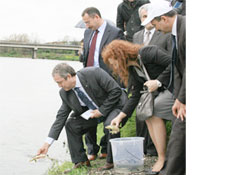 Mersin balıkları Yeşilırmak'a bırakıldı