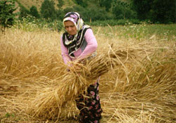 Buğdayda denge sağlanıyor