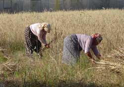 Tarımdaki büyük başarı