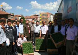 Çiftçilere fide dağıtıldı