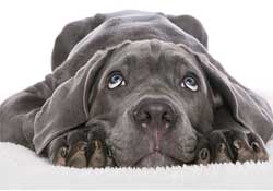 Kuduz tehlikesine karşı aşı