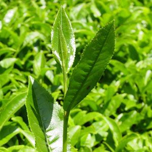 200 Bin Üreticinin Beklediği Haber