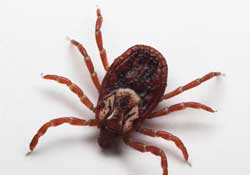 Kene Samsun'da bir can aldı