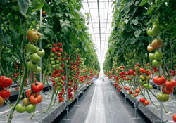 Bir dönümden 80 ton domates