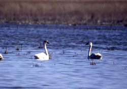 Kuş cenneti turist çekecek
