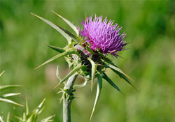 Bitki karantinası yönetmeliği yürürlükte