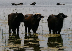 Sıcağa mandalar da dayanamadı