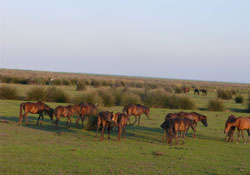 Turistlerin at keyfi