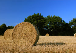 Yağmur samanın kalitesini düşürdü