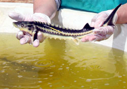 Mersin Balıkları'na kıymayın