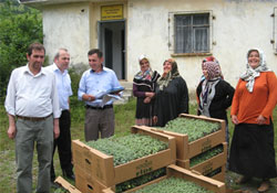 Altın çilek fidesi dağıtıldı