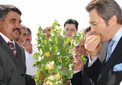 Tarımda sözleşmeli üretici