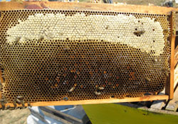 'Petekli bal' uyarısı