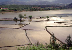 Çılgınlık yapmayın!