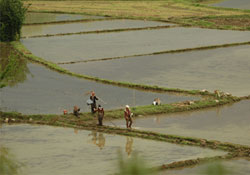 Çiftçiye devlet eli