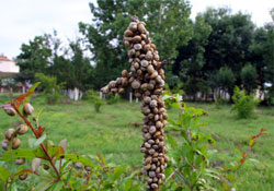 Çiftçilerin 'salyangoz' korkusu