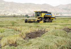 Çeltik ekimine kota geliyor