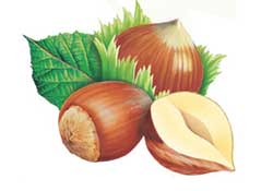 Fındık üretim rekoltesi düşecek