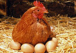 Tavuklar çok yumurtladı sahipleri zarar etti