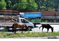 Başıboş atlar tehlike saçıyor