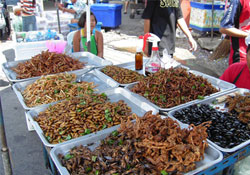 Türkiye'nin Böceklerine De Göz Diktiler