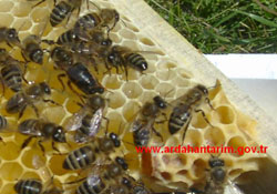 Yağmurları arıcıları umutlandırdı