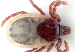 "Paçanızı çorabın içine sokun"