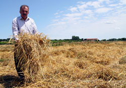 İslahiyeli çiftçi 80 ton buğdayını geri aldı
