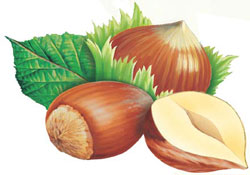 Samsun'da fındık azaldı