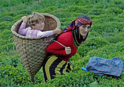 Karadeniz'in arka bahçeleri