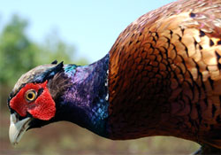 10 bin sülün doğaya salındı